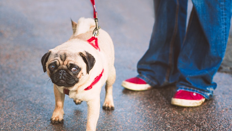 Approach Other Dog Parents Respectfully On Walks