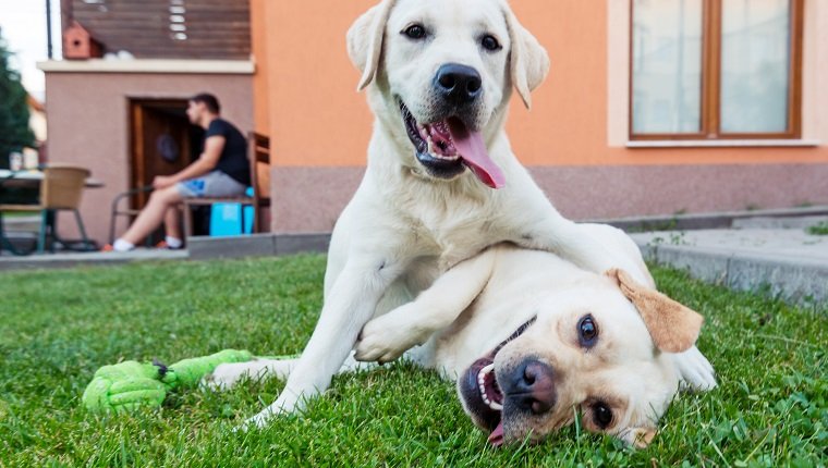 Make An Impromptu Doggy Play Date